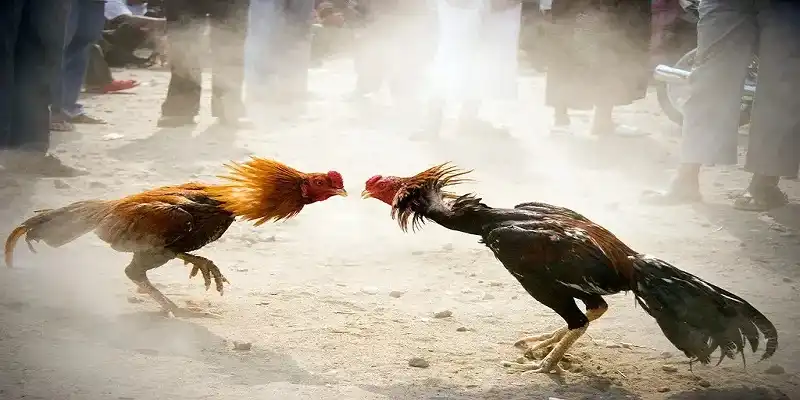 Theo dõi gà đá thường xuyên