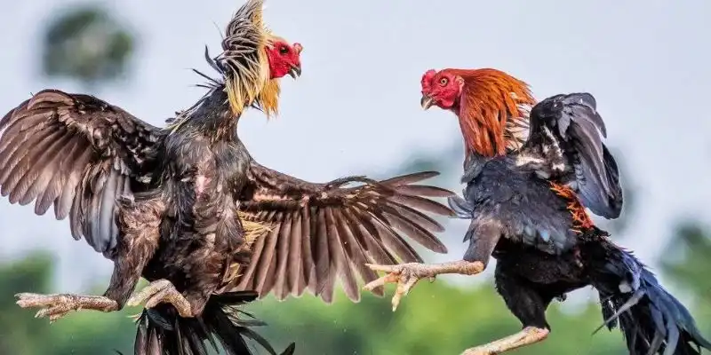 Những sai lầm khi nuôi gà đá